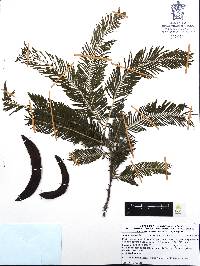 Acacia pennatula image