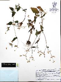 Galinsoga parviflora image