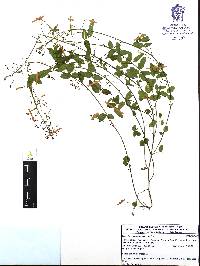 Desmodium neomexicanum image