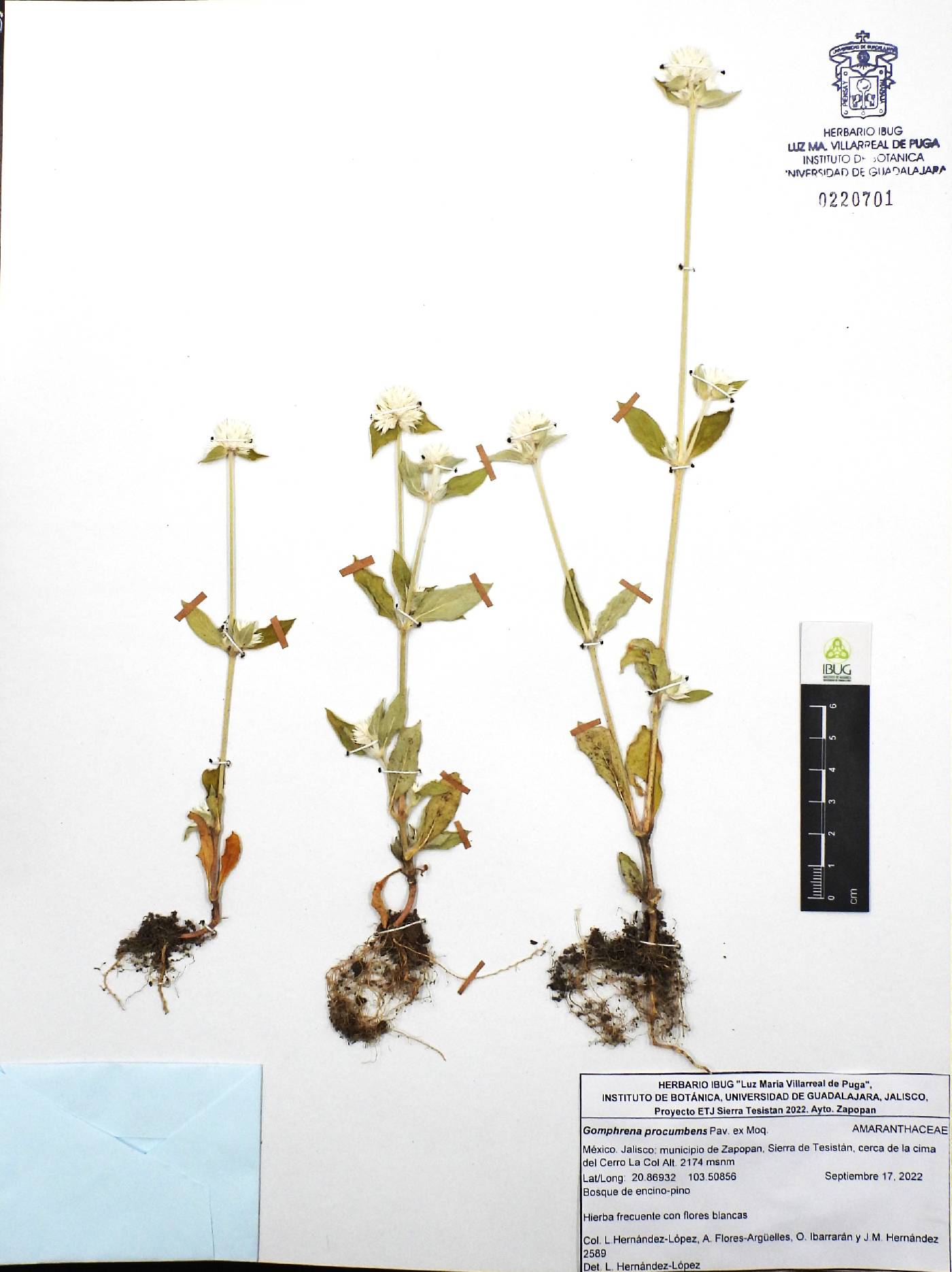 Gomphrena procumbens image