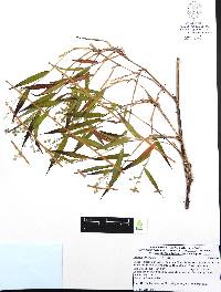 Lasiacis divaricata image