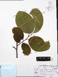 Annona longiflora image
