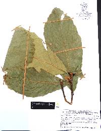 Quercus magnoliifolia image