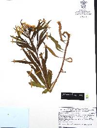 Baccharis salicifolia image