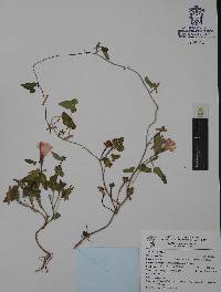 Quercus eduardi image