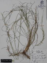Aristida ternipes image