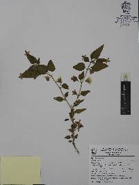 Physalis pubescens image
