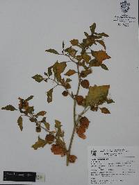 Physalis nicandroides image
