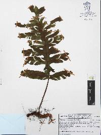 Phlebodium pseudoaureum image