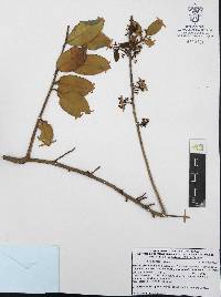 Ilex dugesii image