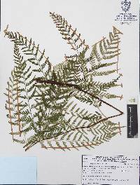Dryopteris rossii image
