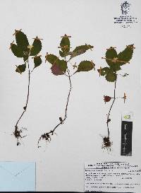 Achimenes occidentalis image