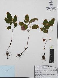 Achimenes occidentalis image