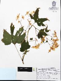 Begonia biserrata image