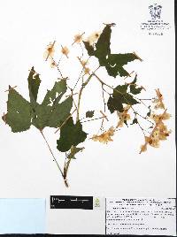 Begonia biserrata image