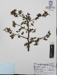 Bursera fagaroides image