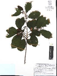 Frangula capreifolia image