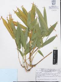 Bambusa vulgaris image