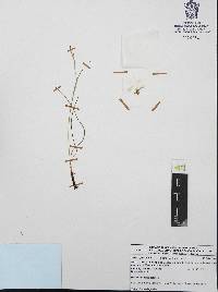 Nemastylis tenuis image