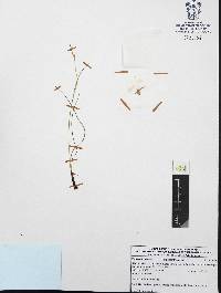 Nemastylis tenuis image