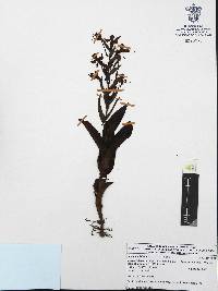 Habenaria jaliscana image