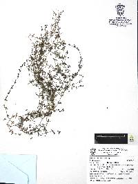 Galium aschenbornii image