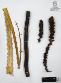 Hechtia subalata image