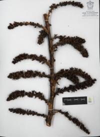 Hechtia subalata image