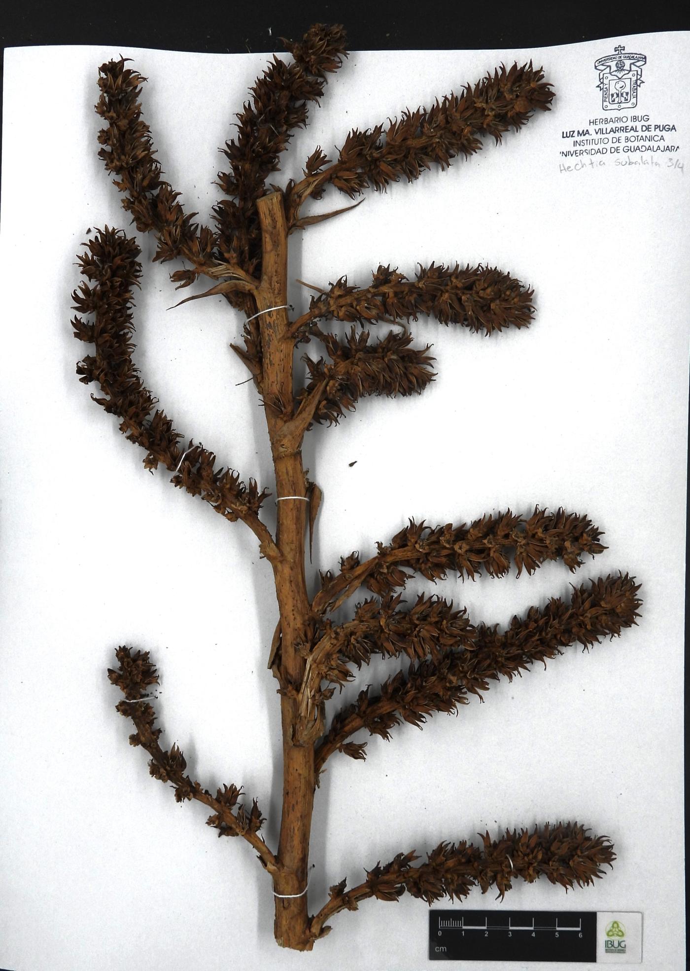 Hechtia subalata image