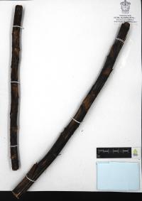 Hechtia subalata image