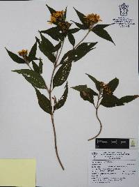 Lasianthaea fruticosa image