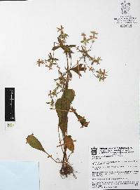 Eryngium beecheyanum image