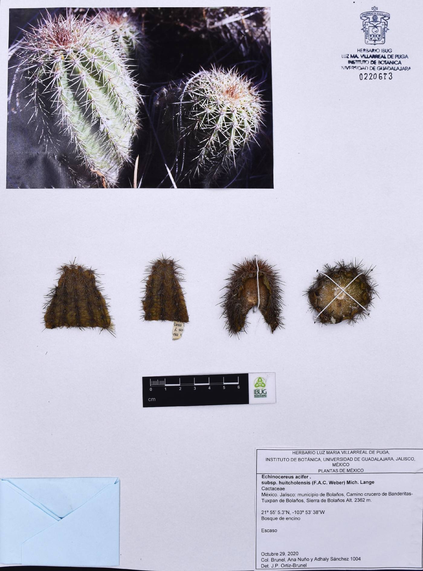 Echinocereus acifer image