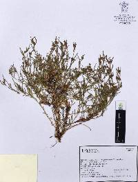 Corrigiola andina image
