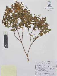 Amyris elemifera image