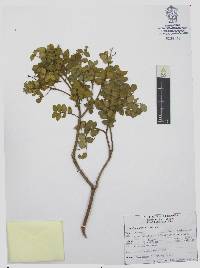 Amyris madrensis image