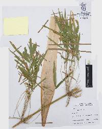 Chusquea circinata image