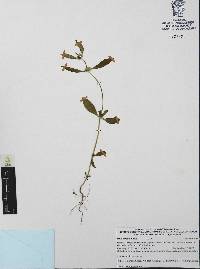 Mitracarpus hirtus image