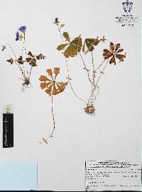 Oxalis hernandezii image