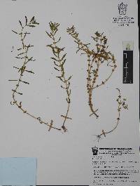 Quercus eduardi image
