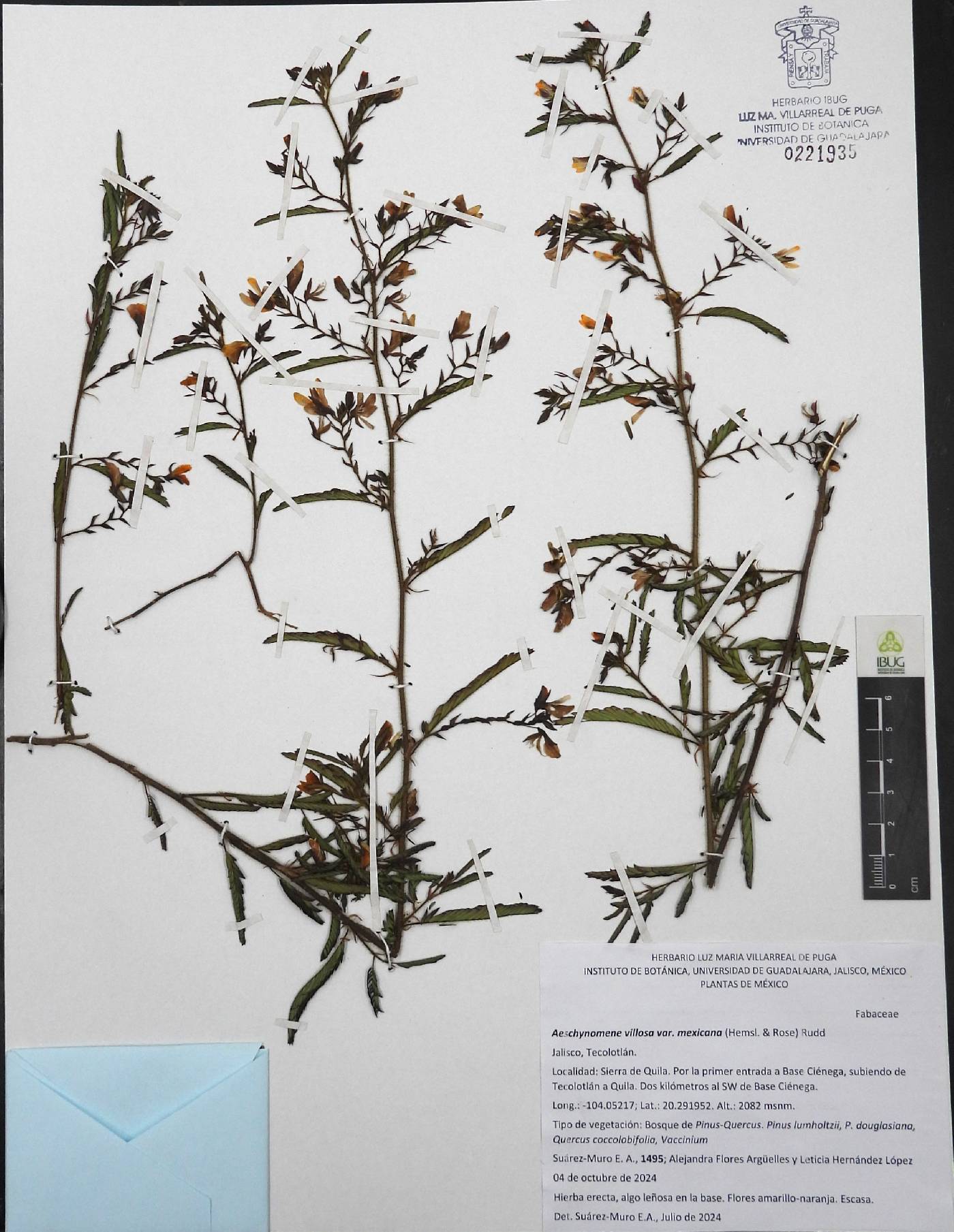 Aeschynomene villosa var. mexicana image
