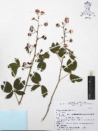 Mimosa albida image