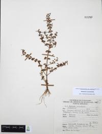 Ammannia coccinea image