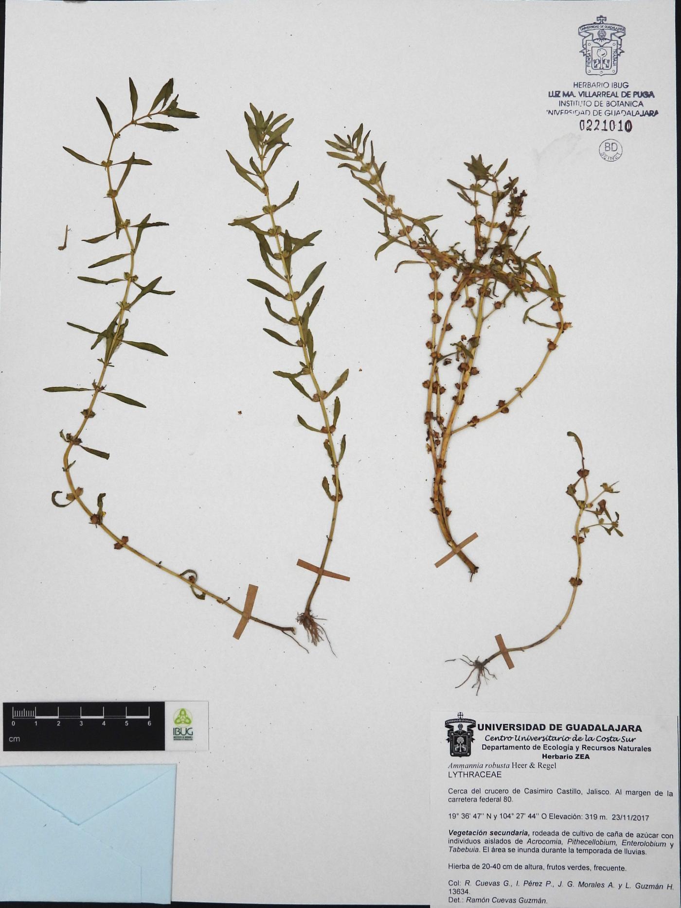 Quercus eduardi image