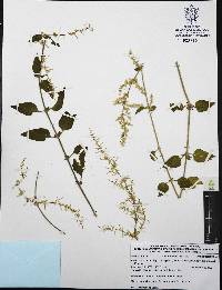 Iresine diffusa image
