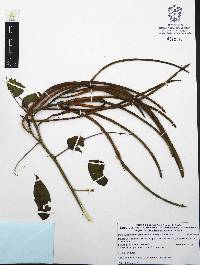 Senna hirsuta image