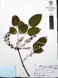 Platymiscium trifoliolatum image