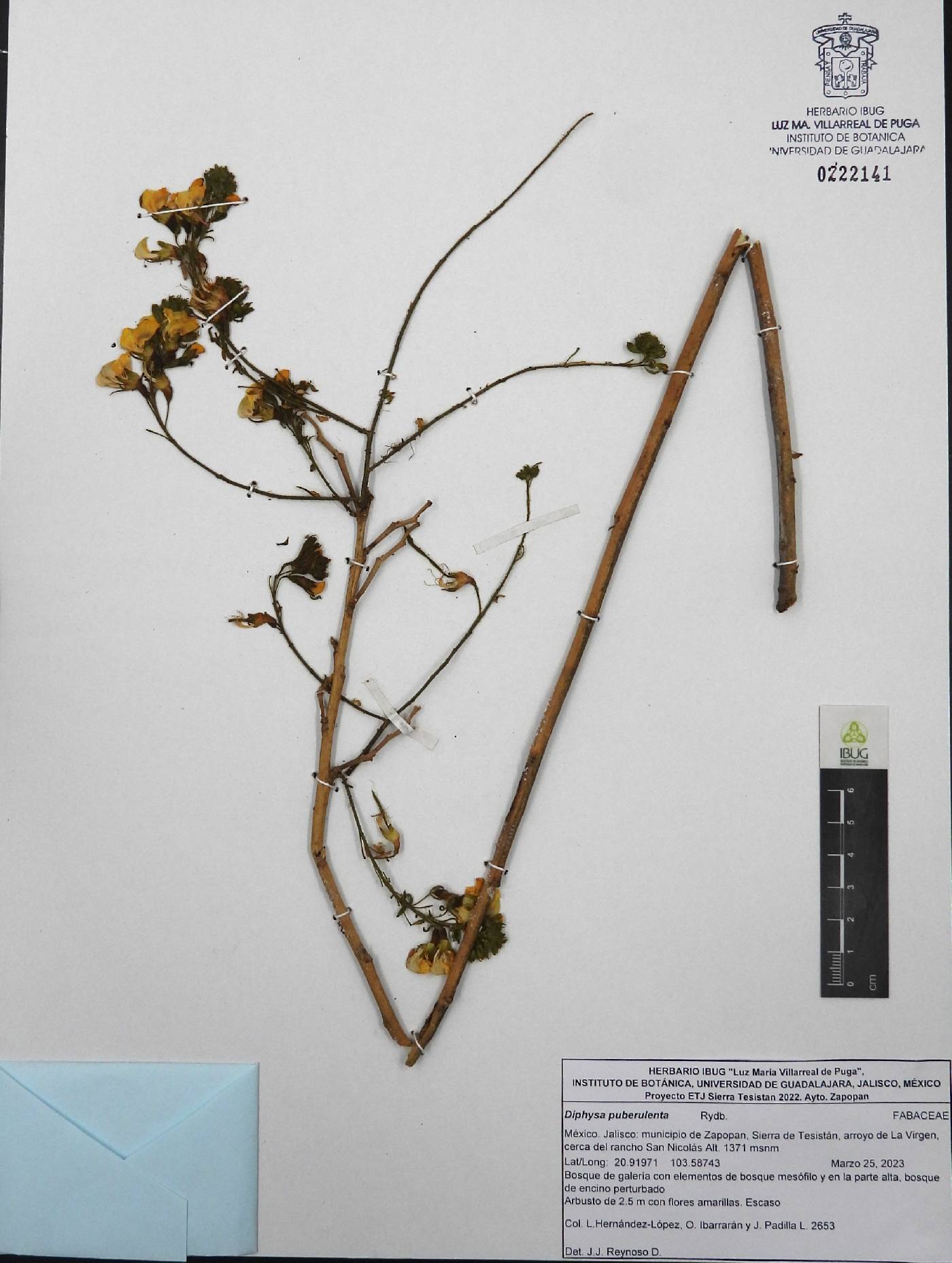Diphysa puberulenta image