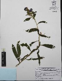 Hydrolea spinosa image