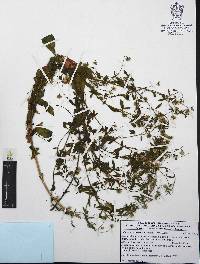 Hofmeisteria urenifolia image